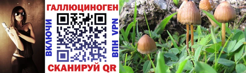 mega ТОР  где найти   Тихвин  Псилоцибиновые грибы мицелий 
