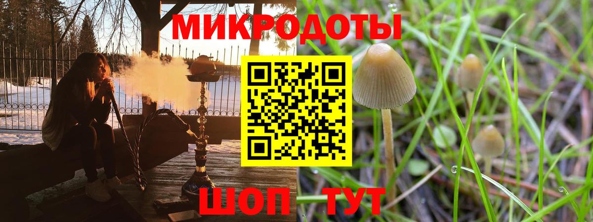Псилоцибиновые грибы Psilocybe Тихвин