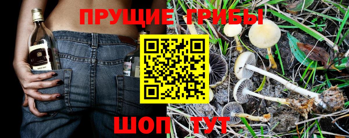 Галлюциногенные грибы Psilocybine cubensis  Псилоцибиновые грибы мицелий  цена   Вход с VPN  Тихвин 